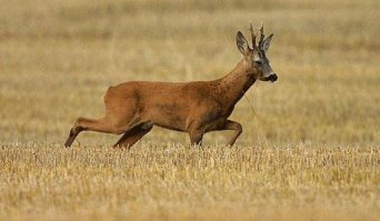 немного напоминает этого: