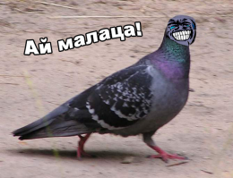 Как голуби помогли полиции найти ферму по выращиванию конопли