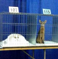 Экспонат 107: котэ сыпучее (10 ст.л.).  Экспонат 115: котэ твёрдое в бруске  (дл. 20 см).