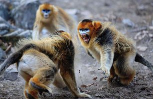 Никогда не сдавайся!