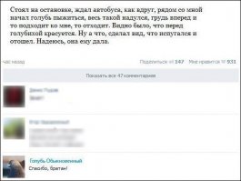 Ага, про голубей кстати: