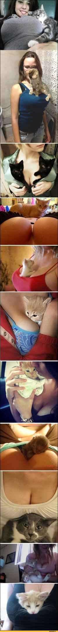 А вот коты , которые очень удобно расположились)