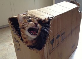 Можно кота хранить в коробочке