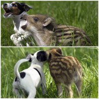 ... кабанчик подрастет и это будет конец дружбы