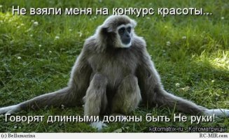 Кенгуру тоже любят котиков