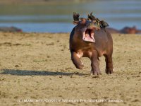Испуганный бегемот 

в ужасе спасается от разъяренного боевого хомяка