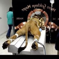 талисман киностудии MGM
