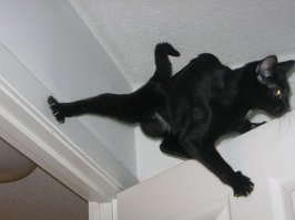 Фотографии котов, сделанных в самый нужный момент