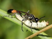 Ииихааа! Находчивые наездники: животные, которые не прочь прокатиться на других