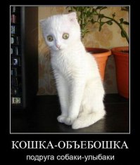 Фотографии котов, сделанных в самый нужный момент