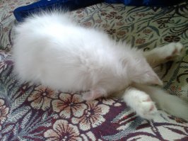 Фотографии котов, сделанных в самый нужный момент