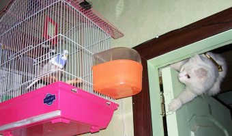 Фотографии котов, сделанных в самый нужный момент