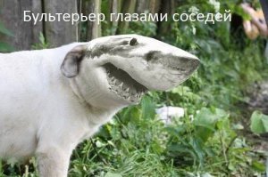 ТОП - 9 самых опасных пород собак в мире!!