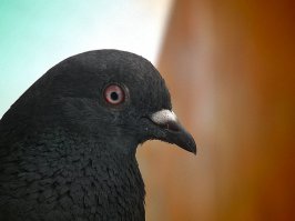 Голубь, сняты на Fujifilm HS10 с расстояния 4 м. Макро, 30х зум