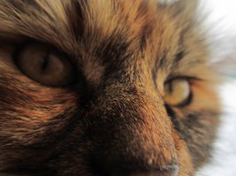 Кошка моя, снятая уже на Fujifilm HS25. Макро.