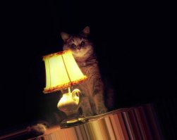 Чиновница обставила дом находками с рублёвской свалки