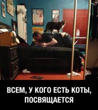 Фотографии котов, сделанных в самый нужный момент