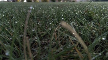 снято в Минске. Осень 2015. Газон перед офисом в росе