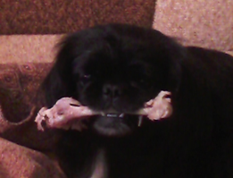 ужасная собака. помесь хина с пекинесом. хрен печеньку заберёшь.