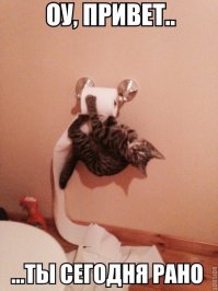 Фотографии котов, сделанных в самый нужный момент