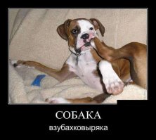 Доказательство того, что собаки любят вас независимо от того, сколько у вас денег