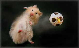 30 веселых фотографий с животными