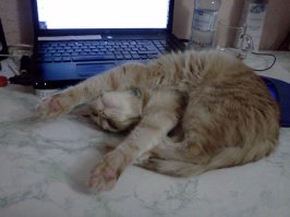 23 фотографии котиков, которые растопят ваше сердце  