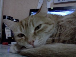 23 фотографии котиков, которые растопят ваше сердце  