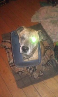 Мой дед VS мусорка
20 лет, ума нет, как говорится