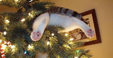 Котейки, которые помогают наряжать елку и делают Новый год незабываемым