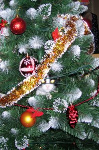 Котейки, которые помогают наряжать елку и делают Новый год незабываемым