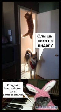 30 веселых фотографий с животными