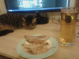 Коту пофиг на всё :)