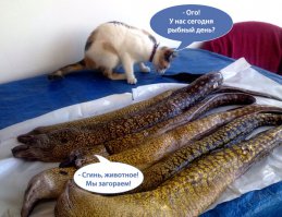 Сто лет палтуса не ела. А помню, какой он вкусный. У меня теперь скаты или вот - мурены. Не сама ловила, мужу подарил сосед-рыбак.