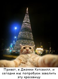 Котейки, которые помогают наряжать елку и делают Новый год незабываемым