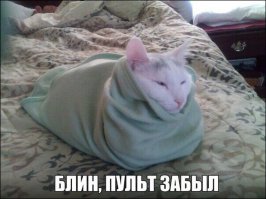 30 веселых фотографий с животными