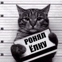 Котейки, которые помогают наряжать елку и делают Новый год незабываемым