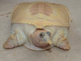 дорогой yuriyakpp, я поняла насчет "Когда на дворе август, а ты все лето проработал и только сейчас выполз на пляж" - что это тема про загар, но я имею ввиду про фото как таковое, а именно про черепашку. почему она по природе такая белая и как будто панцирь не твердый. вот это я и хотела узнать