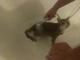 Мой кот, сам лезет купаться и стоит не двигается. Жаль нету фотки где он в ванне плавает.