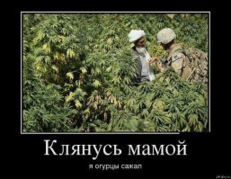 Это просто идеальное преступление!