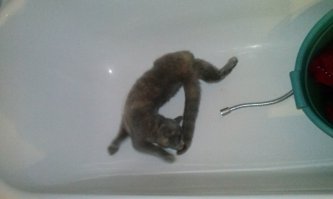 Моя тоже к сантехнике не ровно дышет