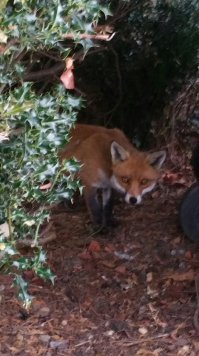 У моего дома месяц назад!