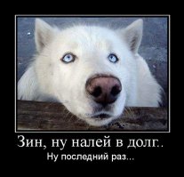 О чём думают собаки?