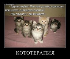 О чем думают коты? Знают только они...