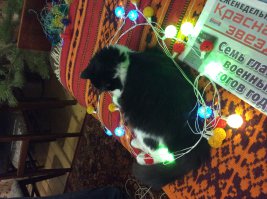 Год назад, на даче.