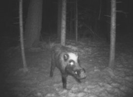 Странные фотографии, запечатленные на фотоловушку