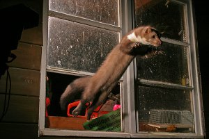 Странные фотографии, запечатленные на фотоловушку