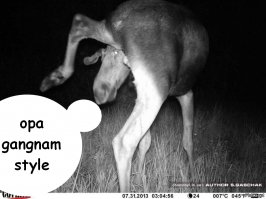 Странные фотографии, запечатленные на фотоловушку