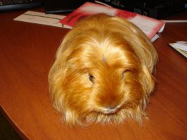 Рыжие красавицы