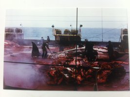 Соляника можно оправдать за то, что задержка была ради экипажей. Экипажи МРХ получали 7% от заработка во время нахождения за границей. 5 дней - это, по тем временам, солидные деньги. Ну, а деньги на китобазе зарабатывали больше, чем на золотом прииске. В 1983-м я возил снабжение "Советской Украине" под Антарктиду, это была у них последняя экспедиция. Забавное было то, что мы увозили снятых с рейса помполита и штатного кгб-шника, которые подрались из-за медсестры. А в 70-х годах килограмм китового мяса стоил в магазинах 50 коп. Гадость редкостная.